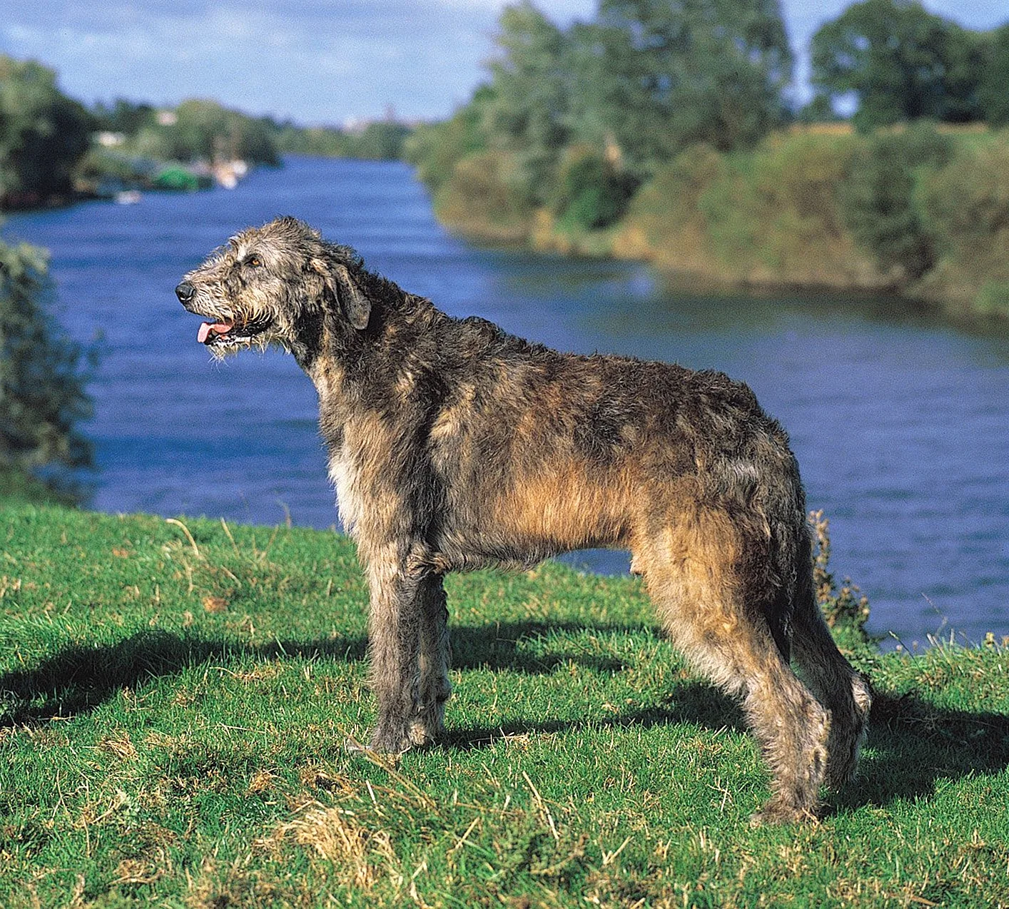 Собака ирландская пастушья фото
