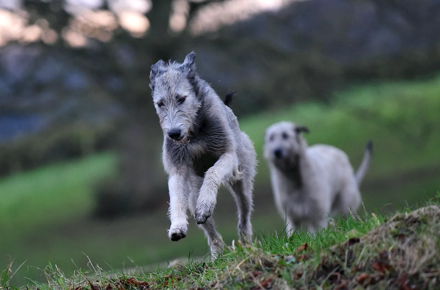 Ирландский волкодав и овчарка