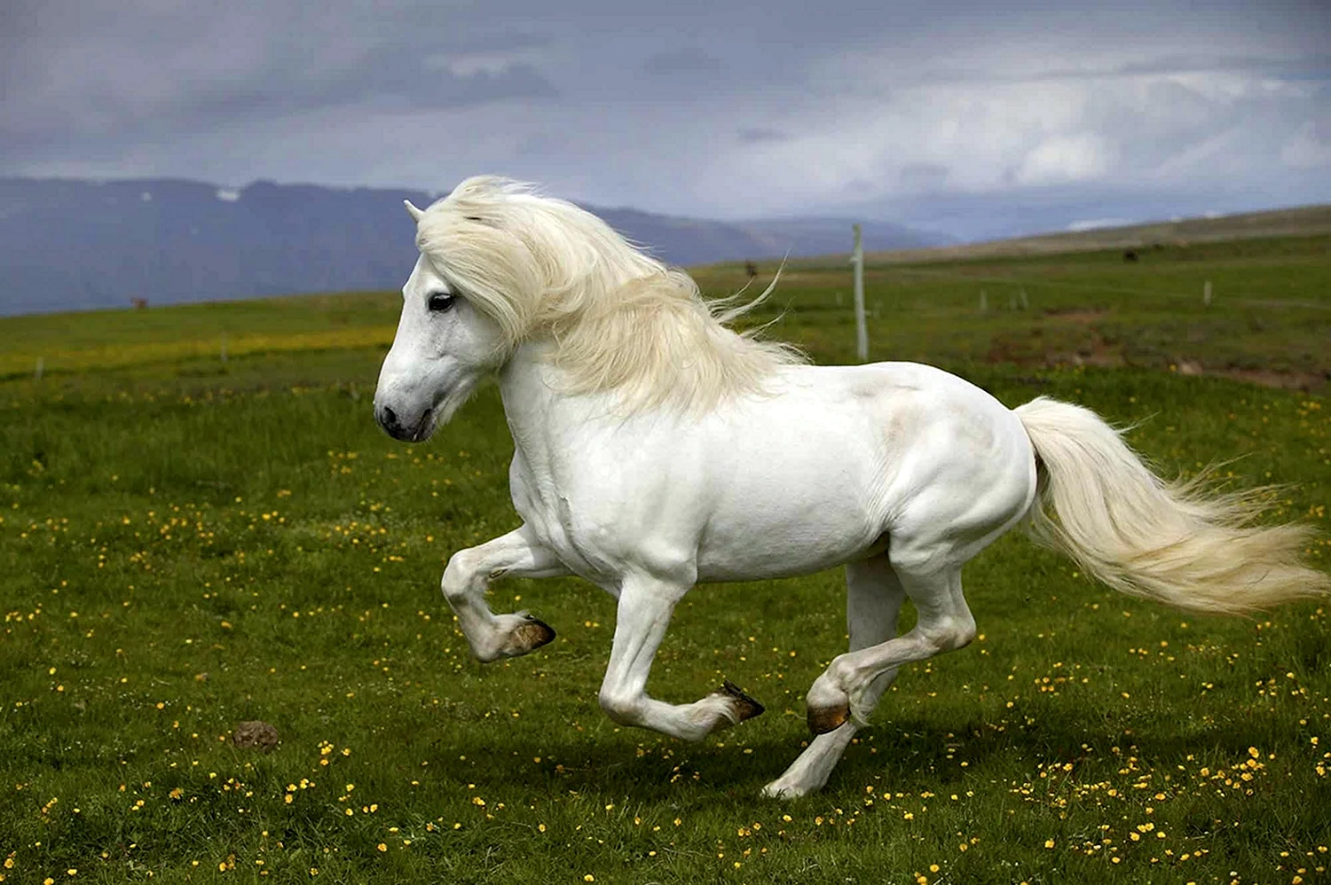 Исландия порода лошадей