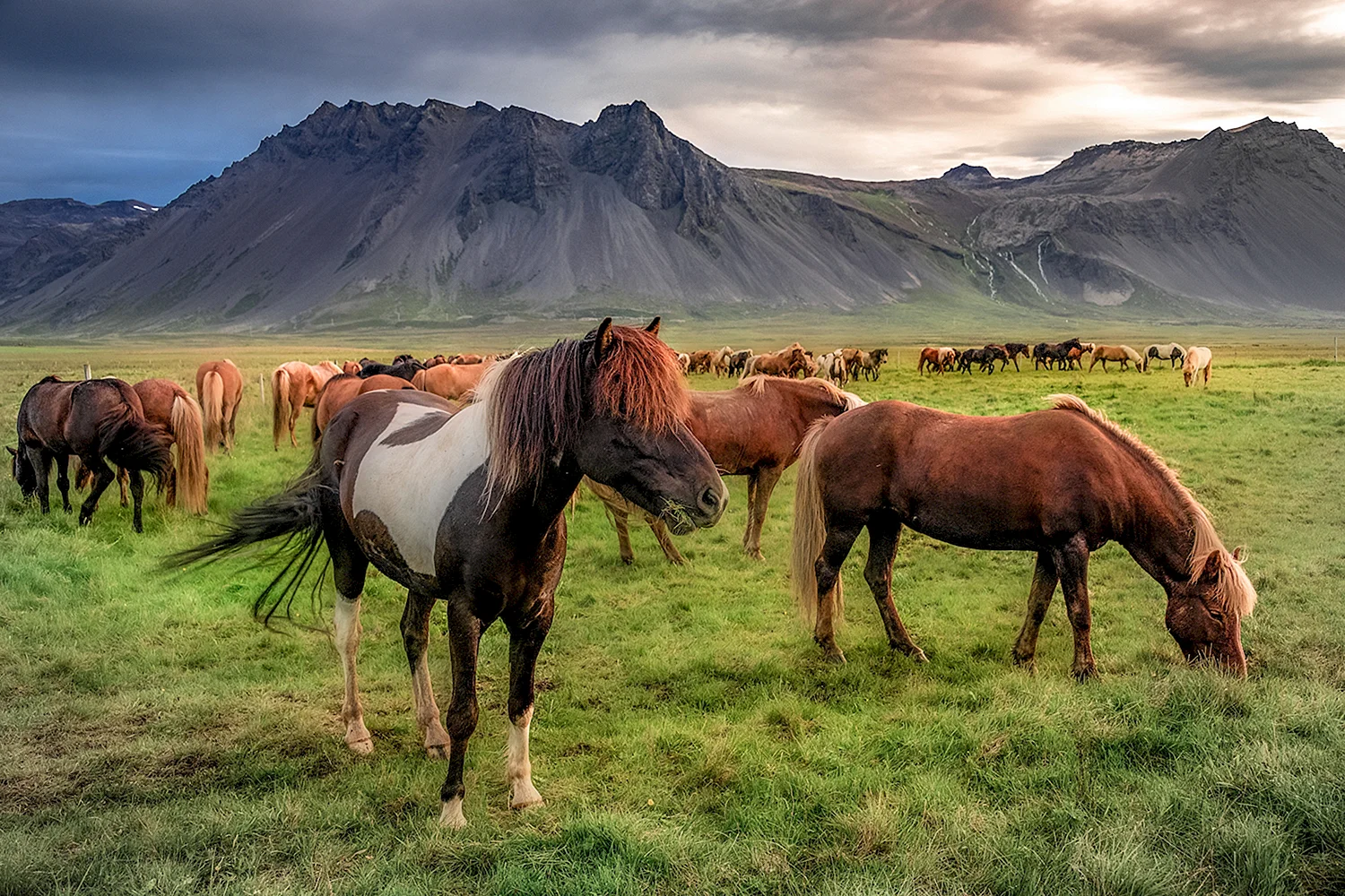 Исландские лошадки красота природы