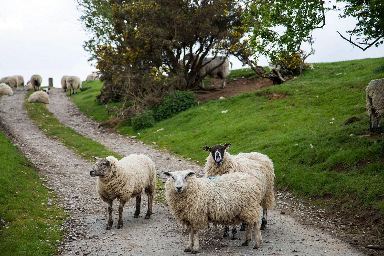 Испания овцы пасутся