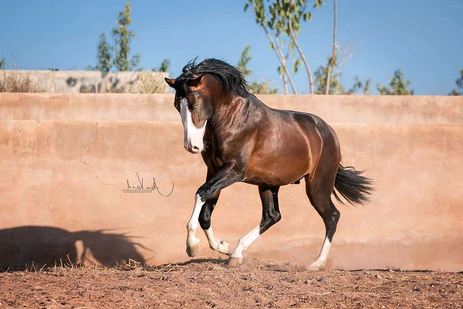 Испанская порода лошадей Андалузская