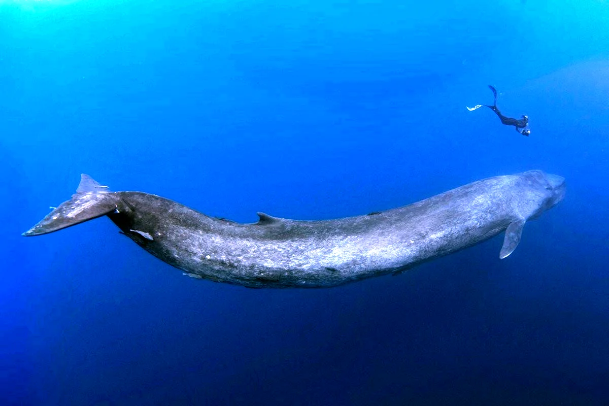 Исполинский кит