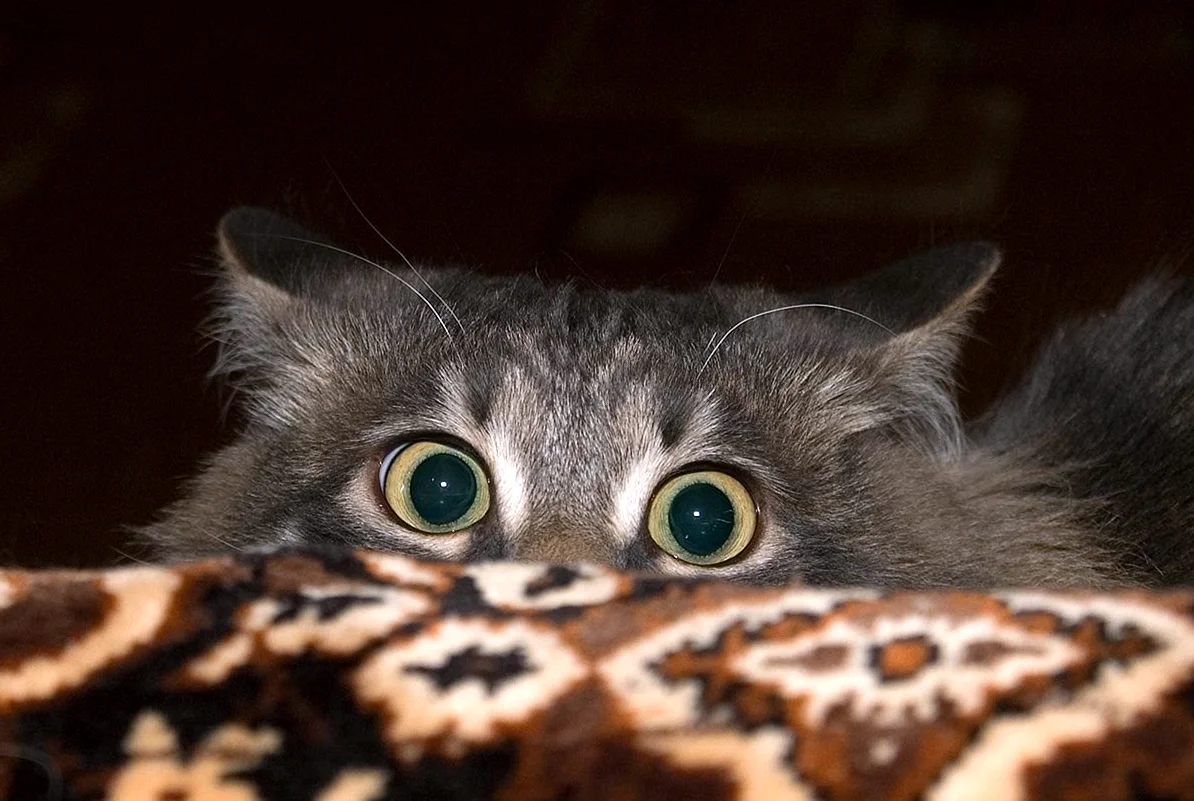 Испуганные кошачьи глаза