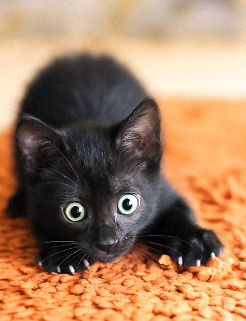 Испуганный черный котенок