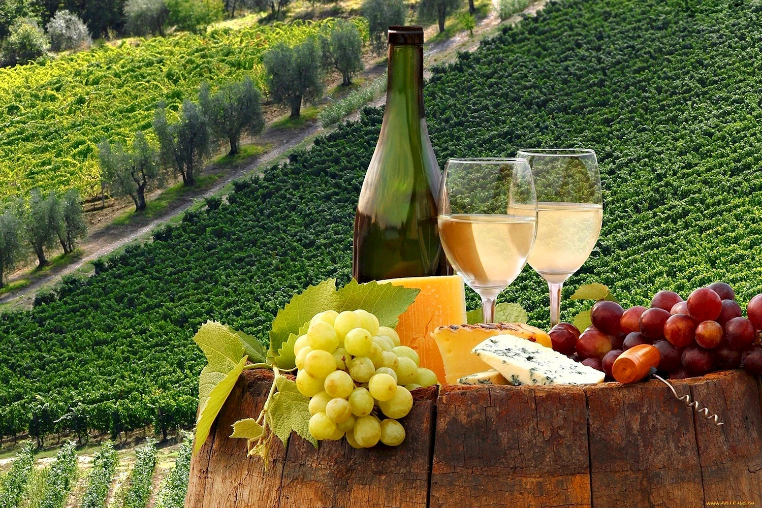 Италия шампанское виноградник