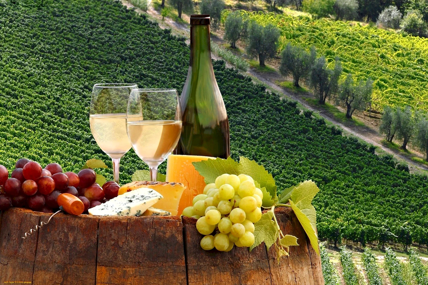 Италия шампанское виноградник