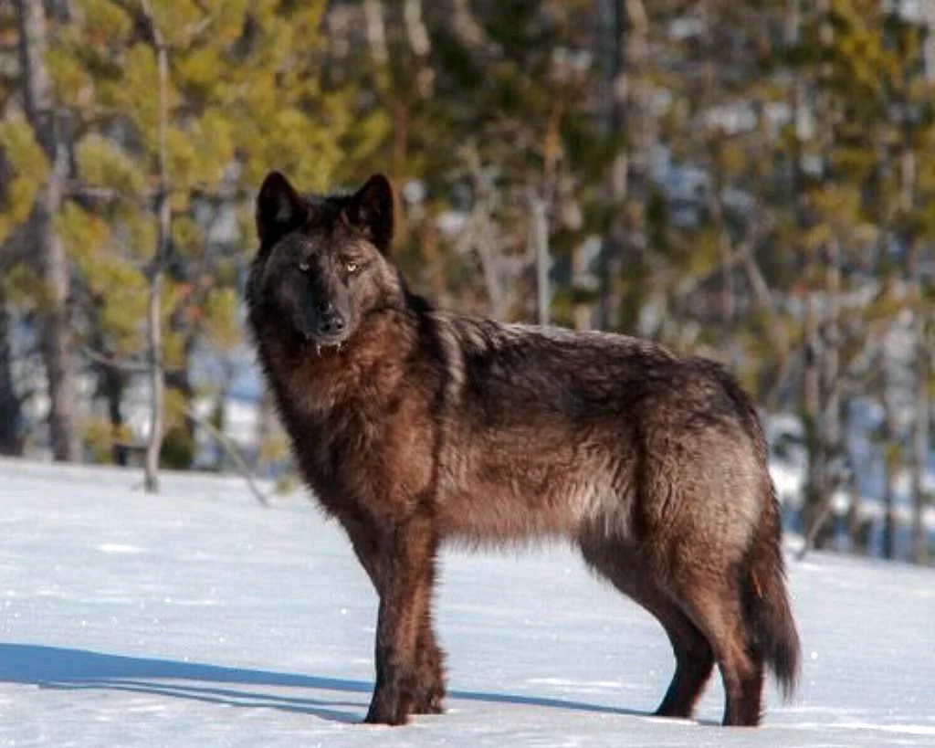 Юконский волк