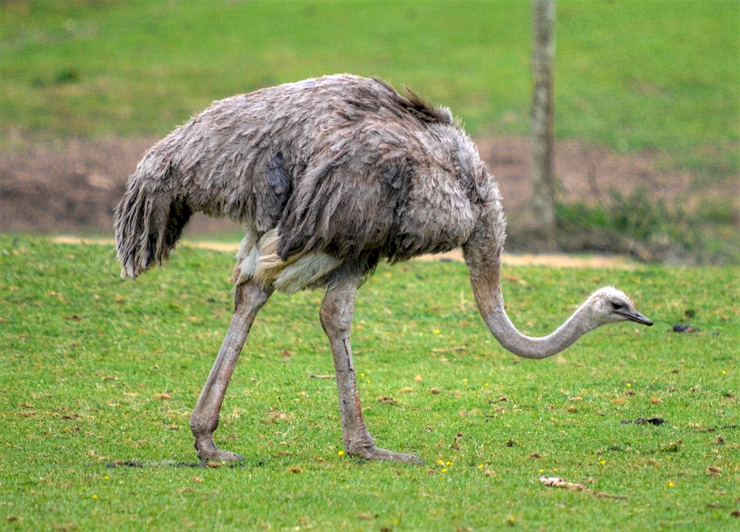 Южноафриканский страус нанду