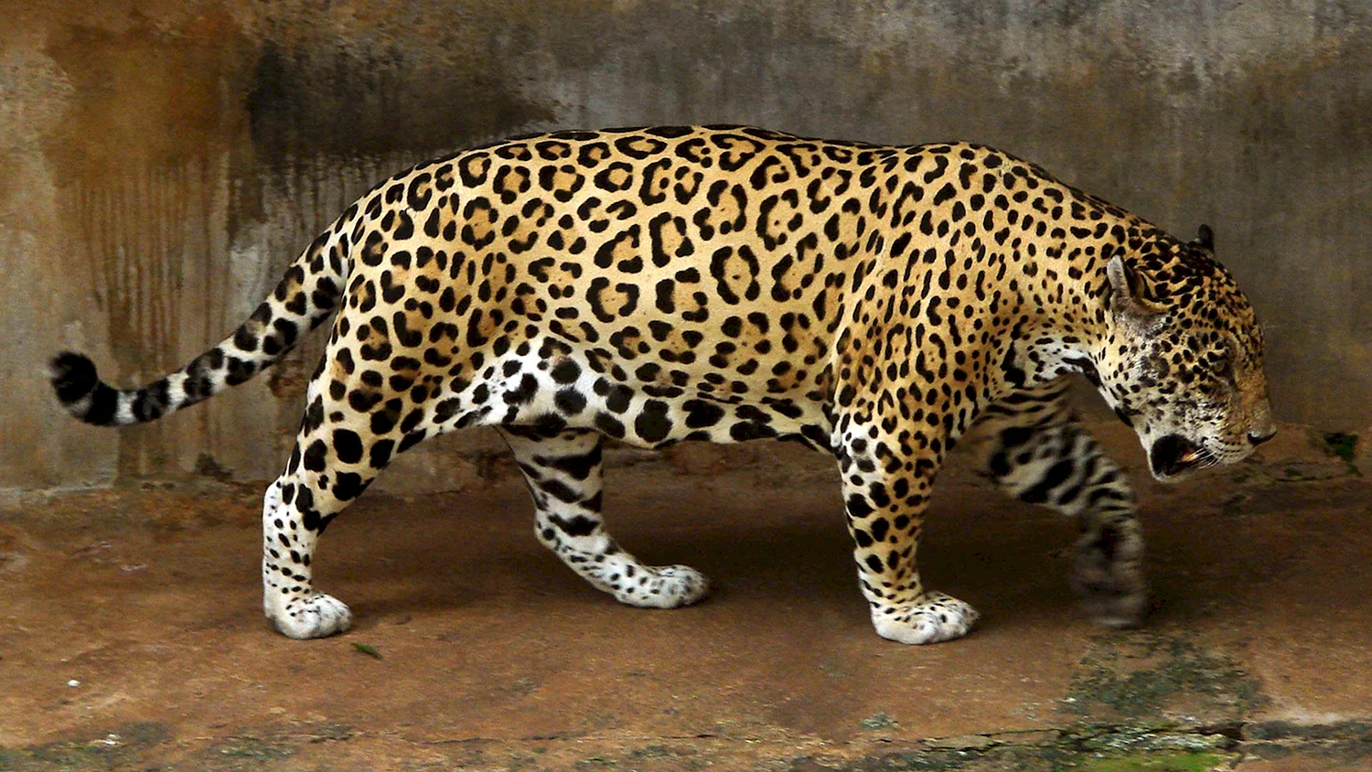 Южноамериканский Ягуар