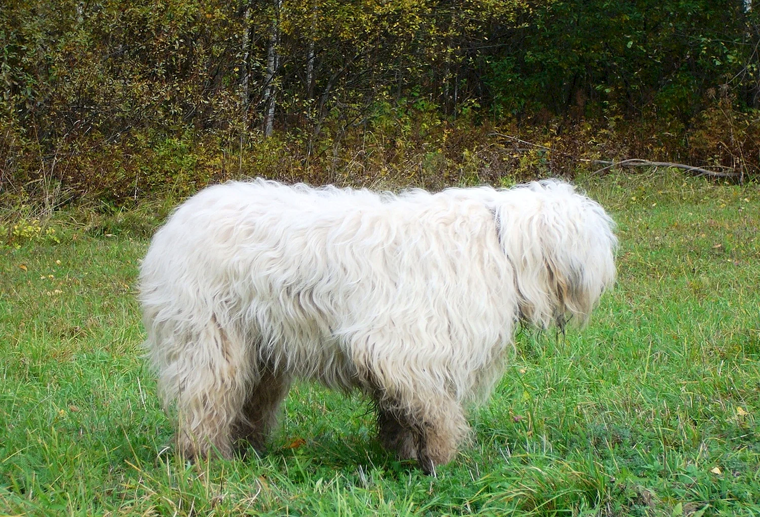 Южнорусская овчарка