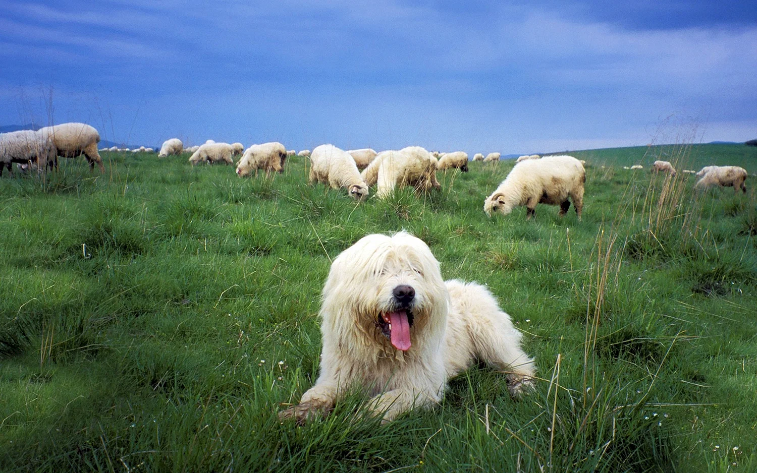Южнорусская овчарка пастух
