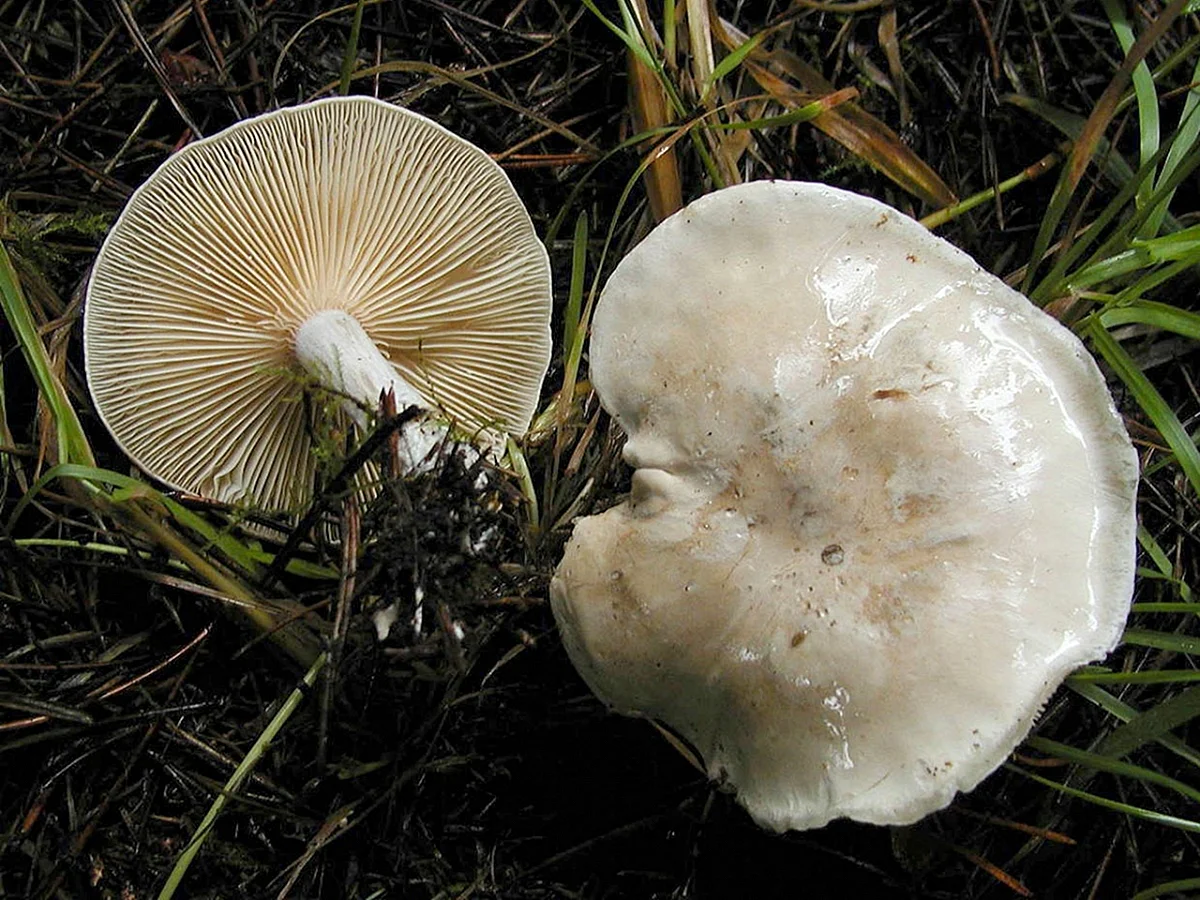 Ивишень гриб Clitopilus prunulus