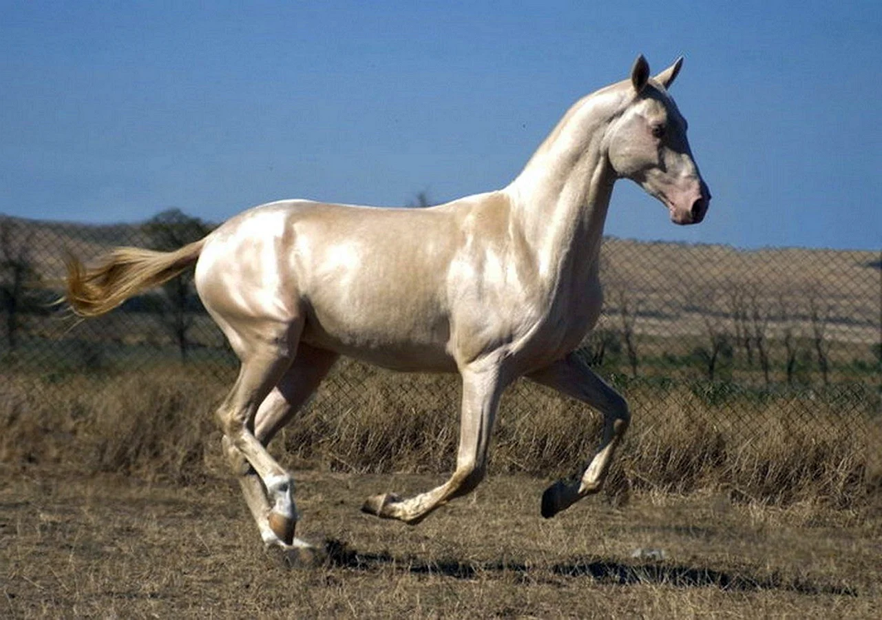 Изабелловая Ахалтекинская лошадь