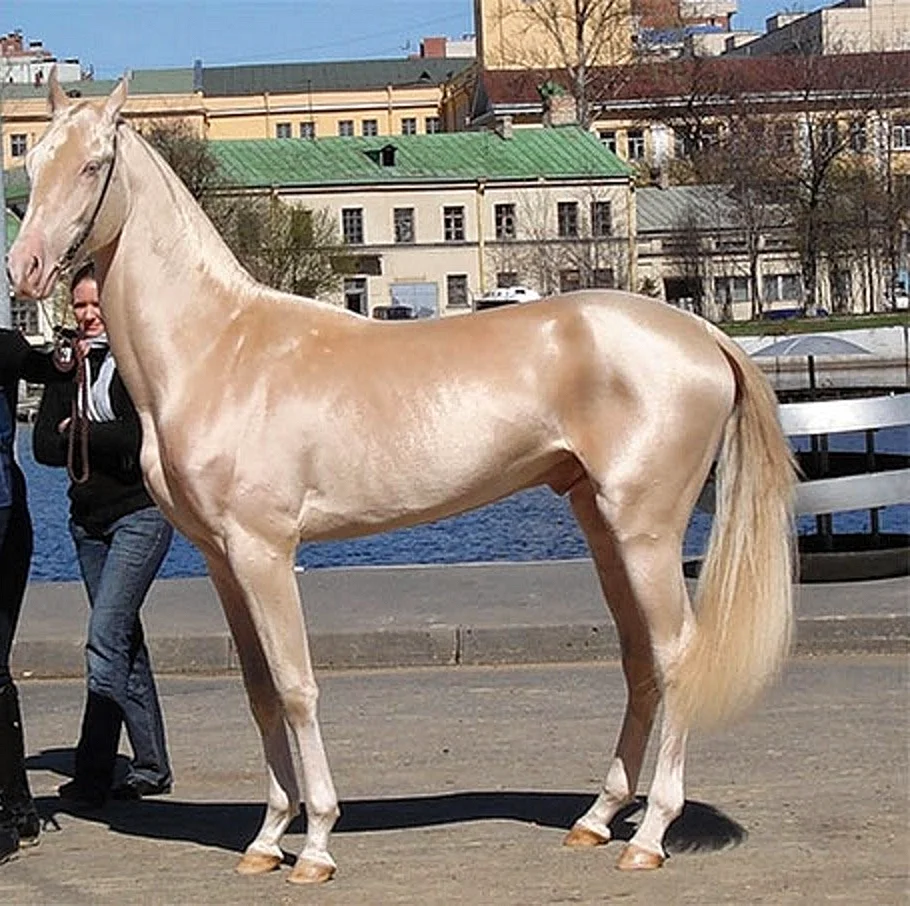 Изабелловая Ахалтекинская лошадь