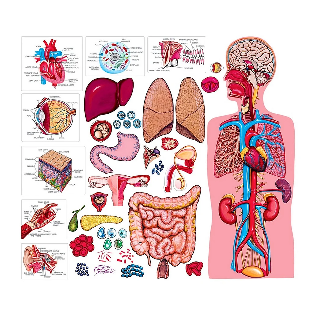 Изображение человека с органами