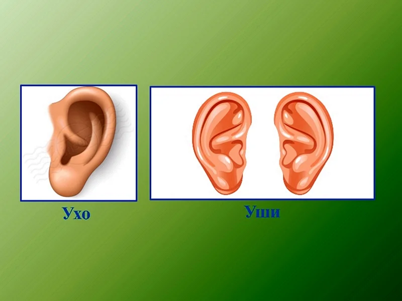 Изображение уха для детей
