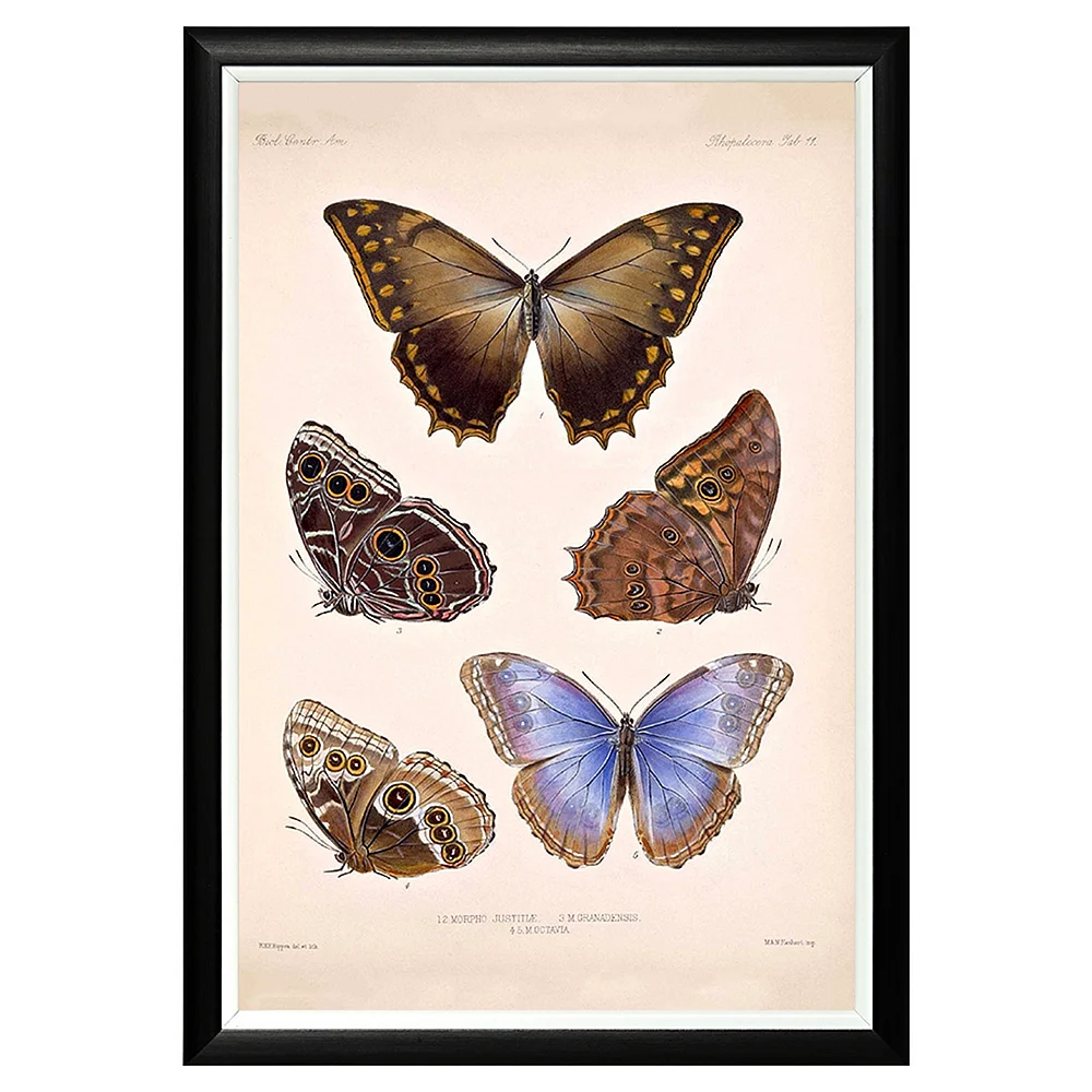 Изображения для постеров бабочки