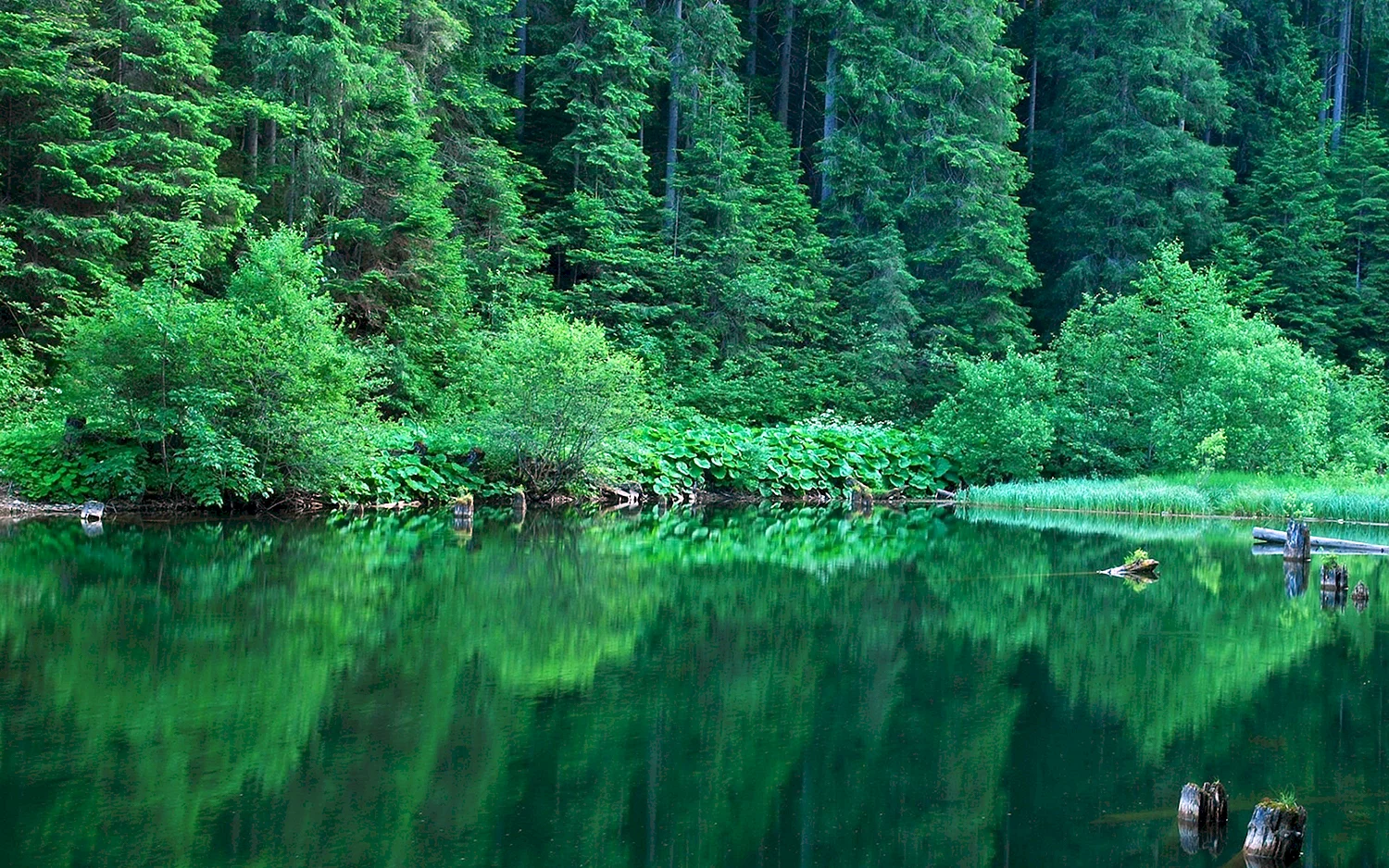 Изумрудное озеро зеленолес