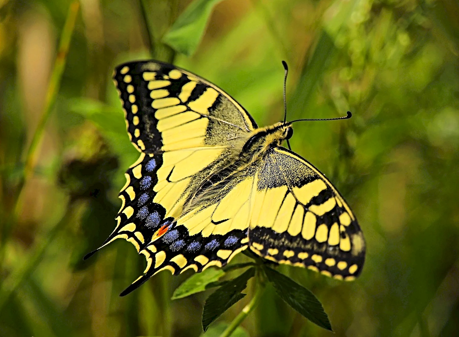 Изумрудный Махаон бабочка