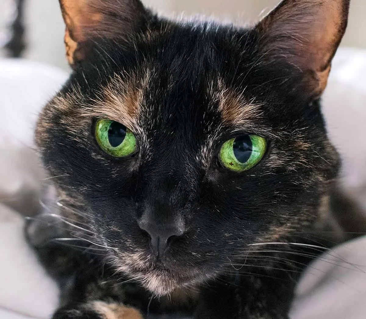 Изумрудный цвет глаз у кошек