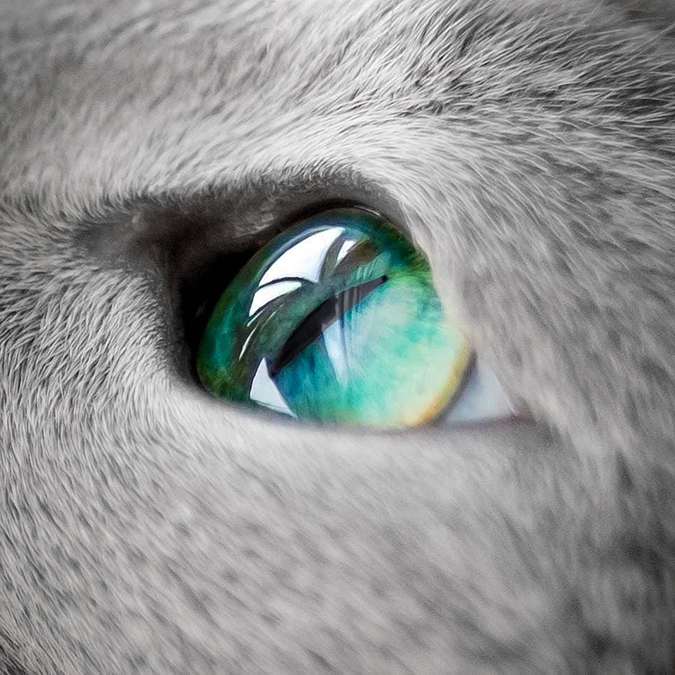 Изумрудный цвет глаз у кошек