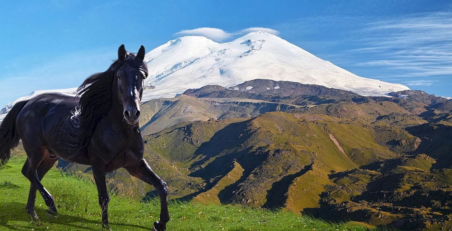 Кабардинская порода лошадей в горах