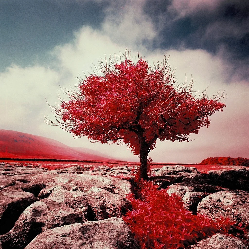 Кайя красное дерево