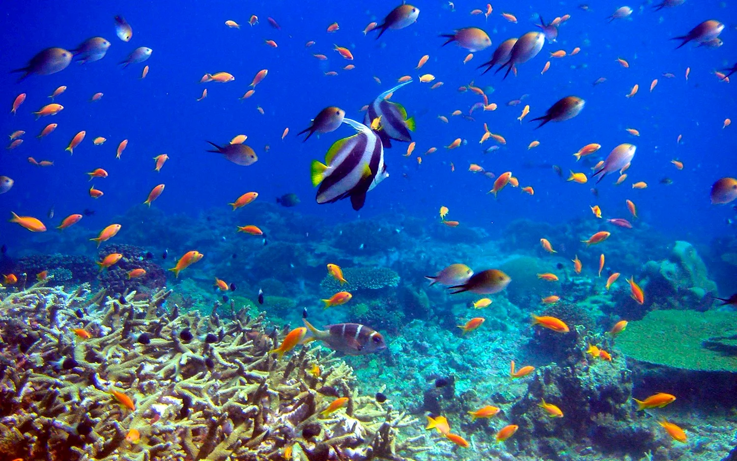 Кайо Коко коралловый риф