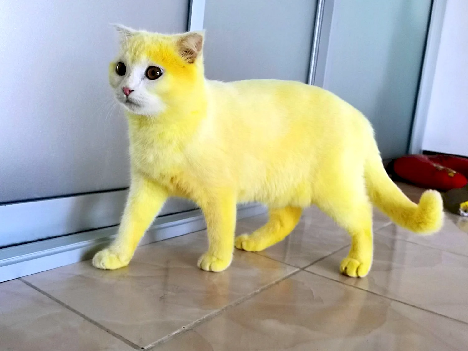 Как зовут желтого кота