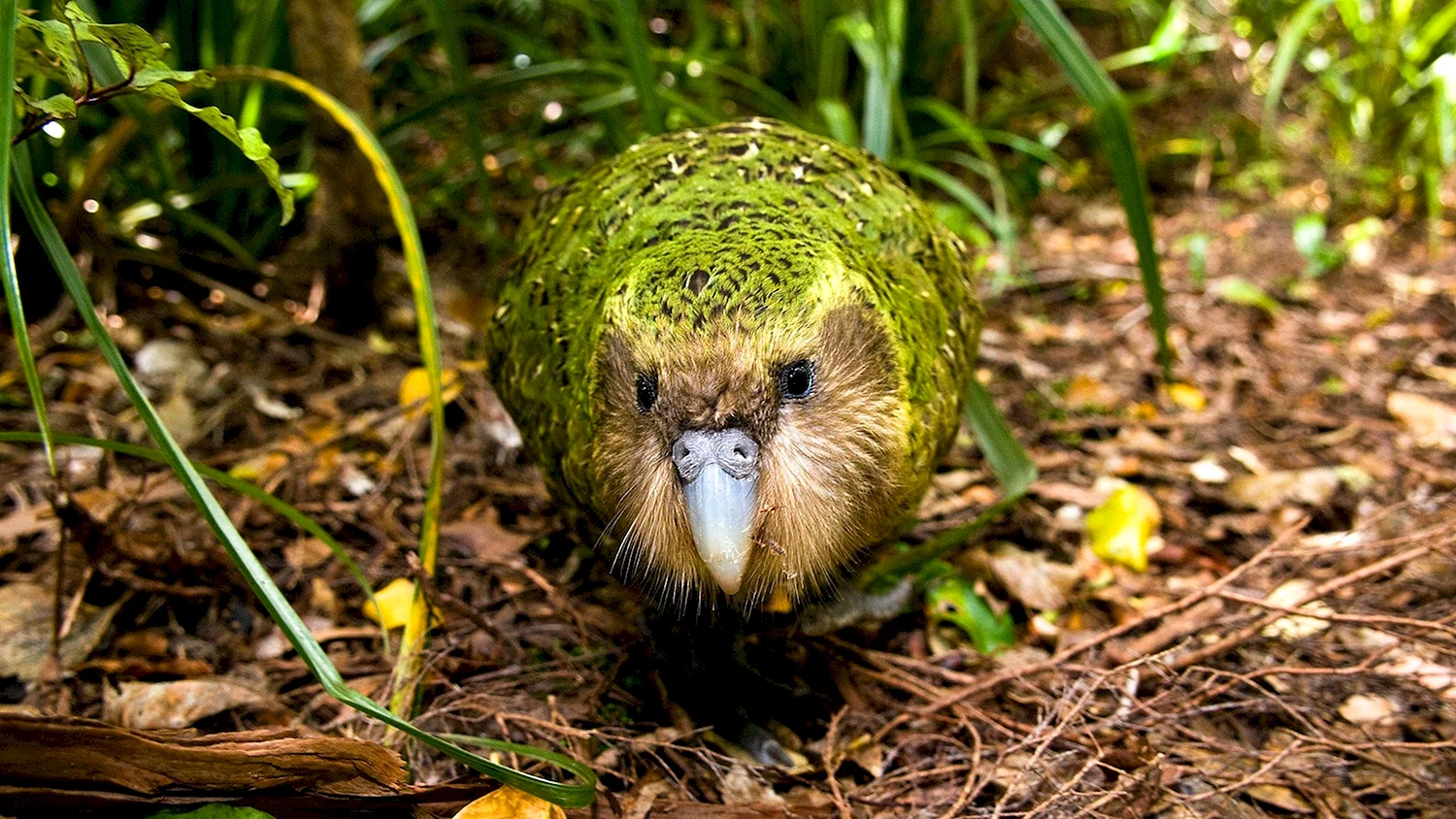 Какапо нелетающий попугай новозеландский