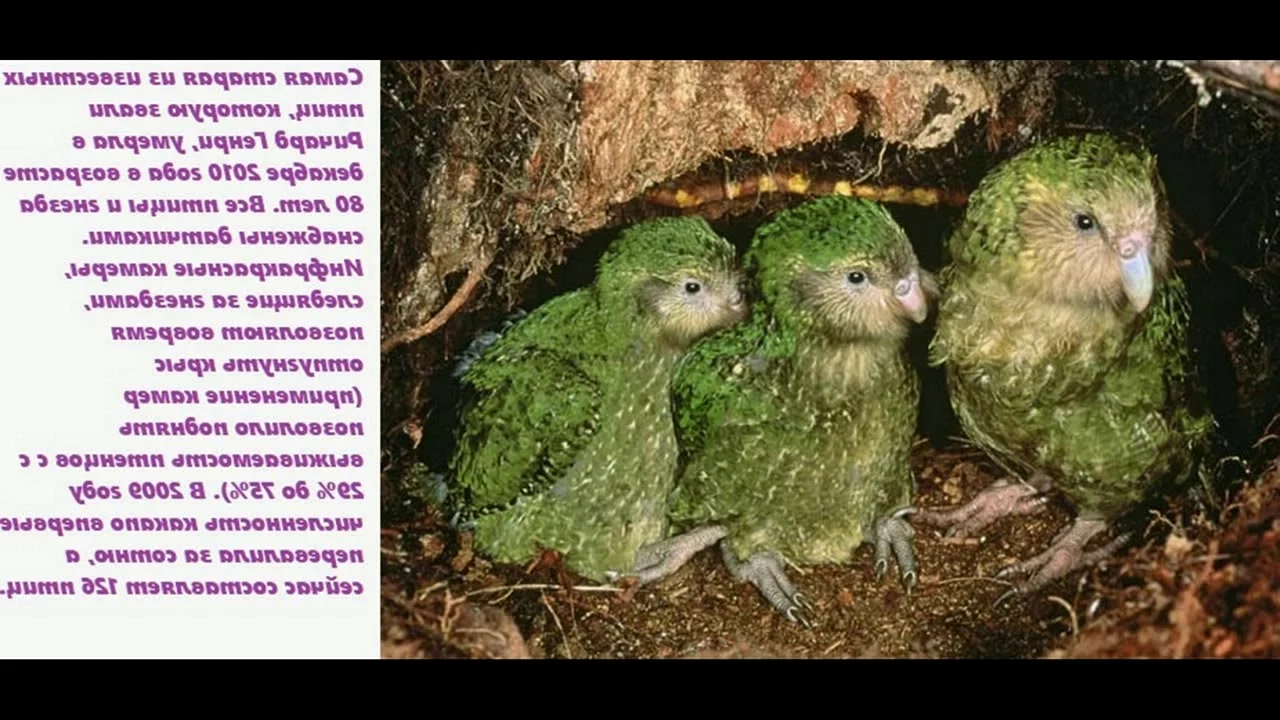 Какапо птенцы