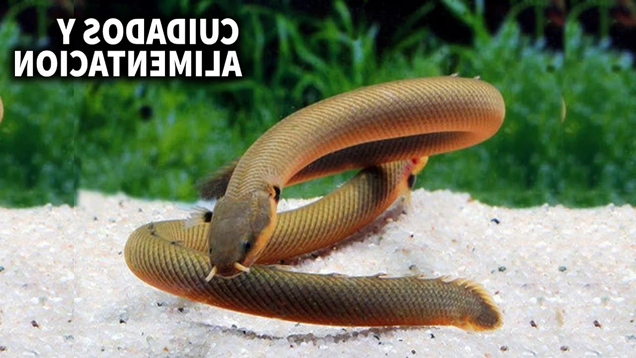 Каламоихт калабарский рыба-змея