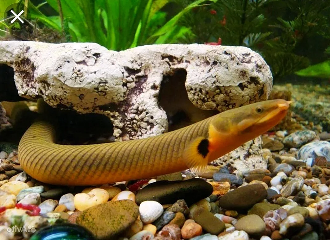 Каламоихт калабарский рыба-змея