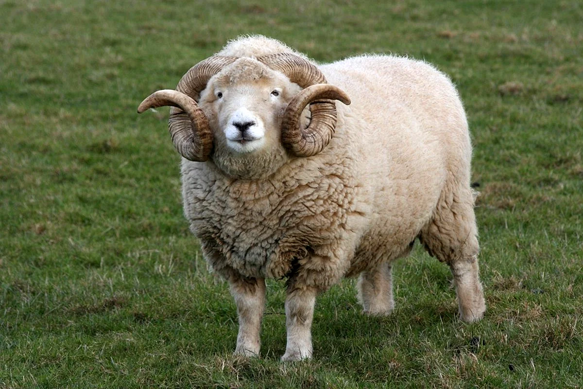 Калган Хорн порода овец
