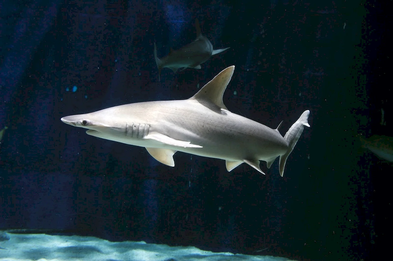 Калифорнийская Кунья акула