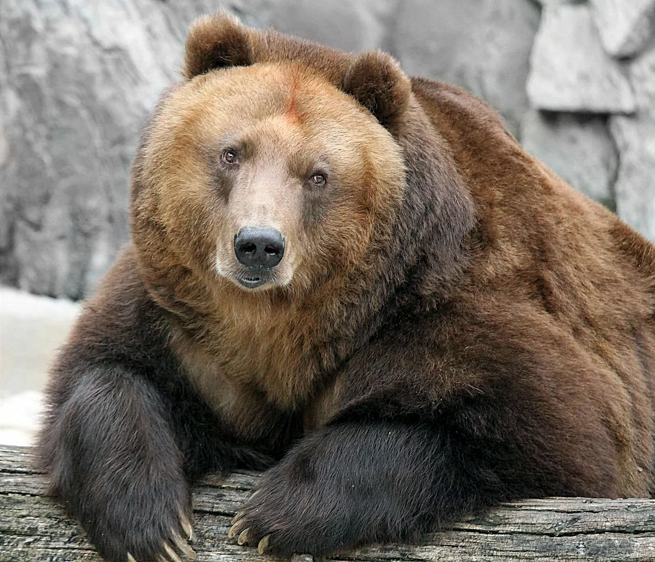 Калифорнийский бурый медведь