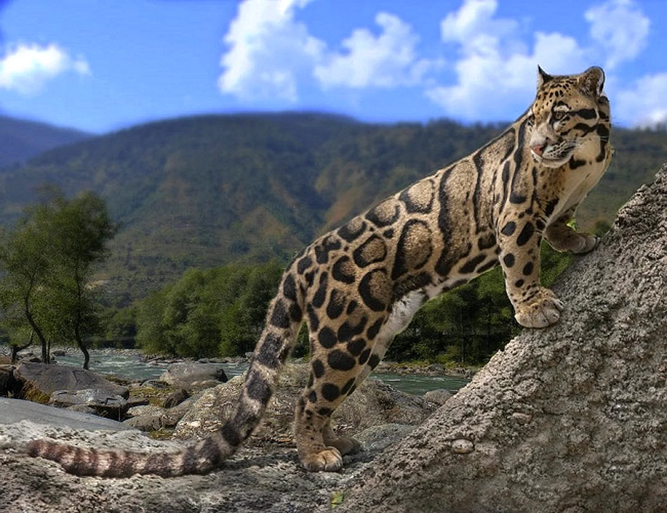 Калимантанский дымчатый леопард
