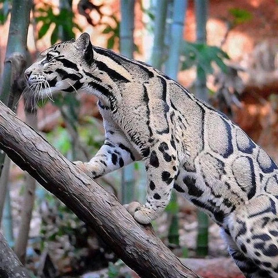 Калимантанский дымчатый леопард