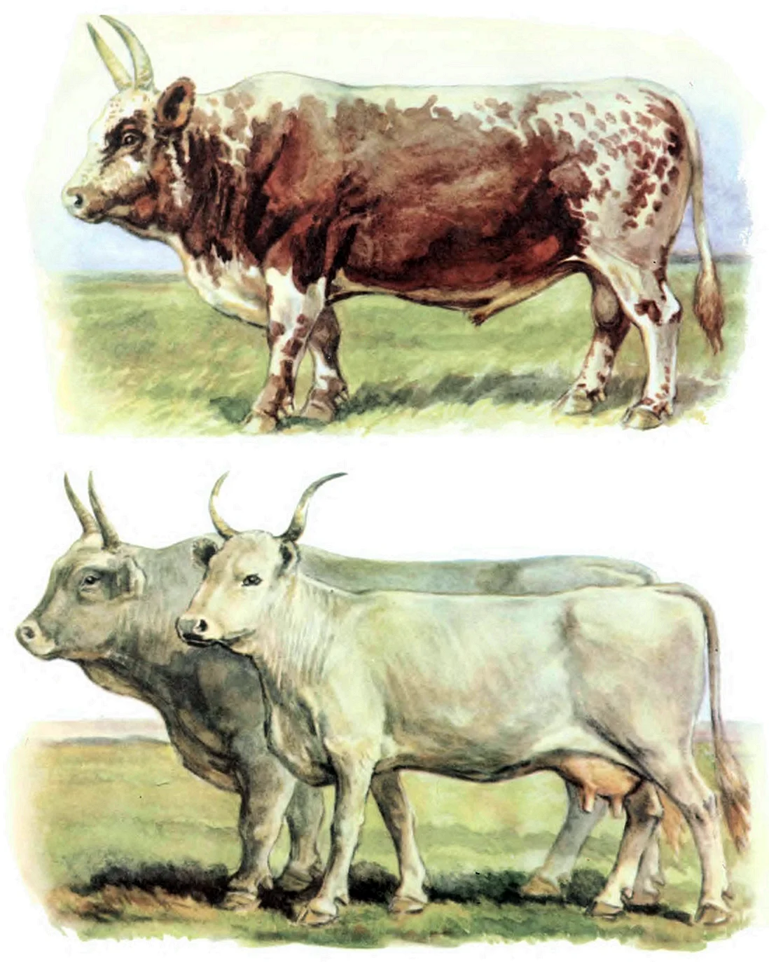Калмыкская порода коров и Быков