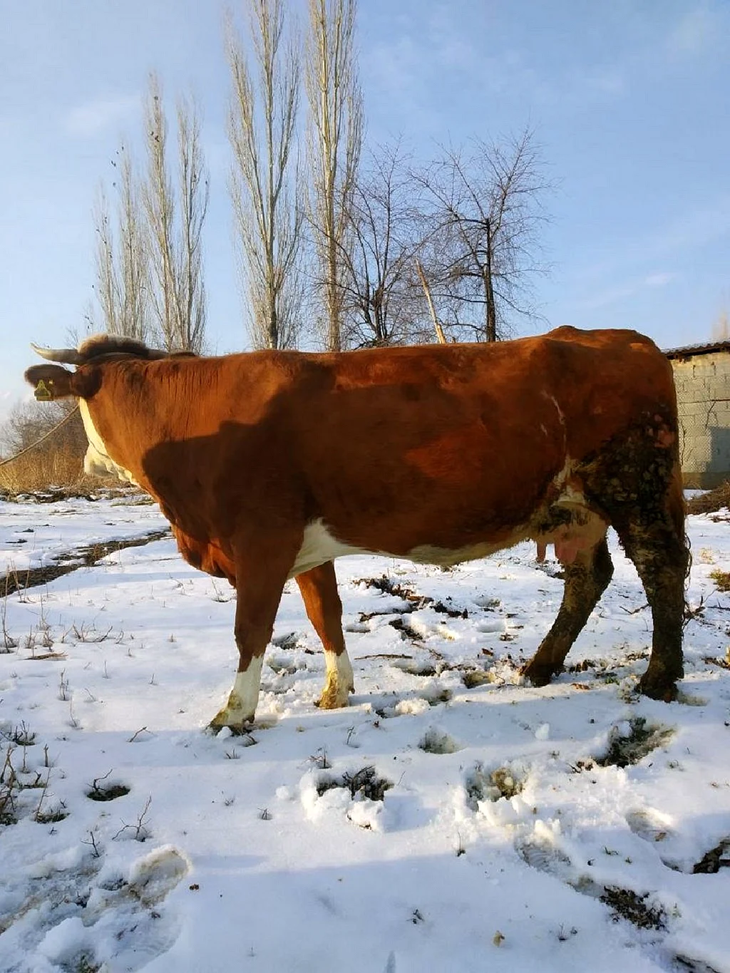 Калмыцкая белоголовая корова