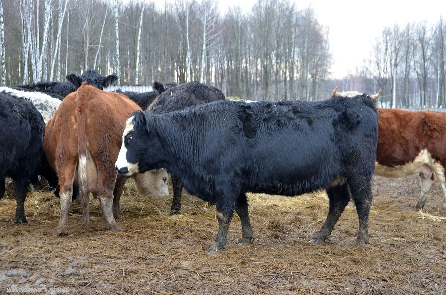 Калмыцкая порода коров: черная