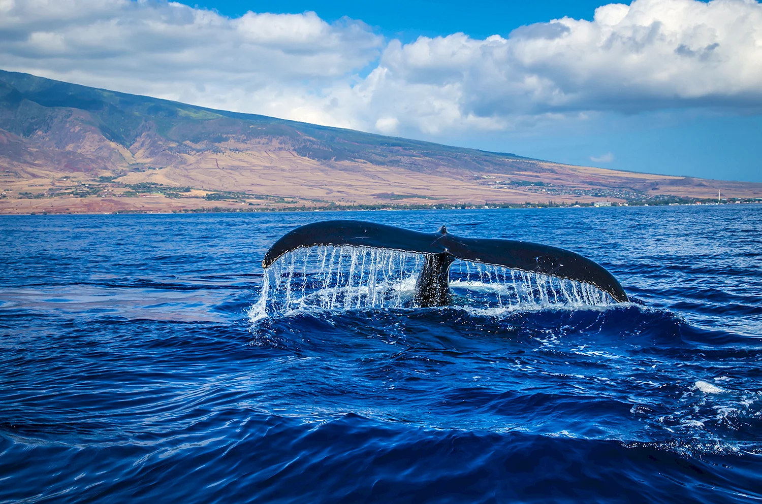 Камчатская Акватория горбатые киты