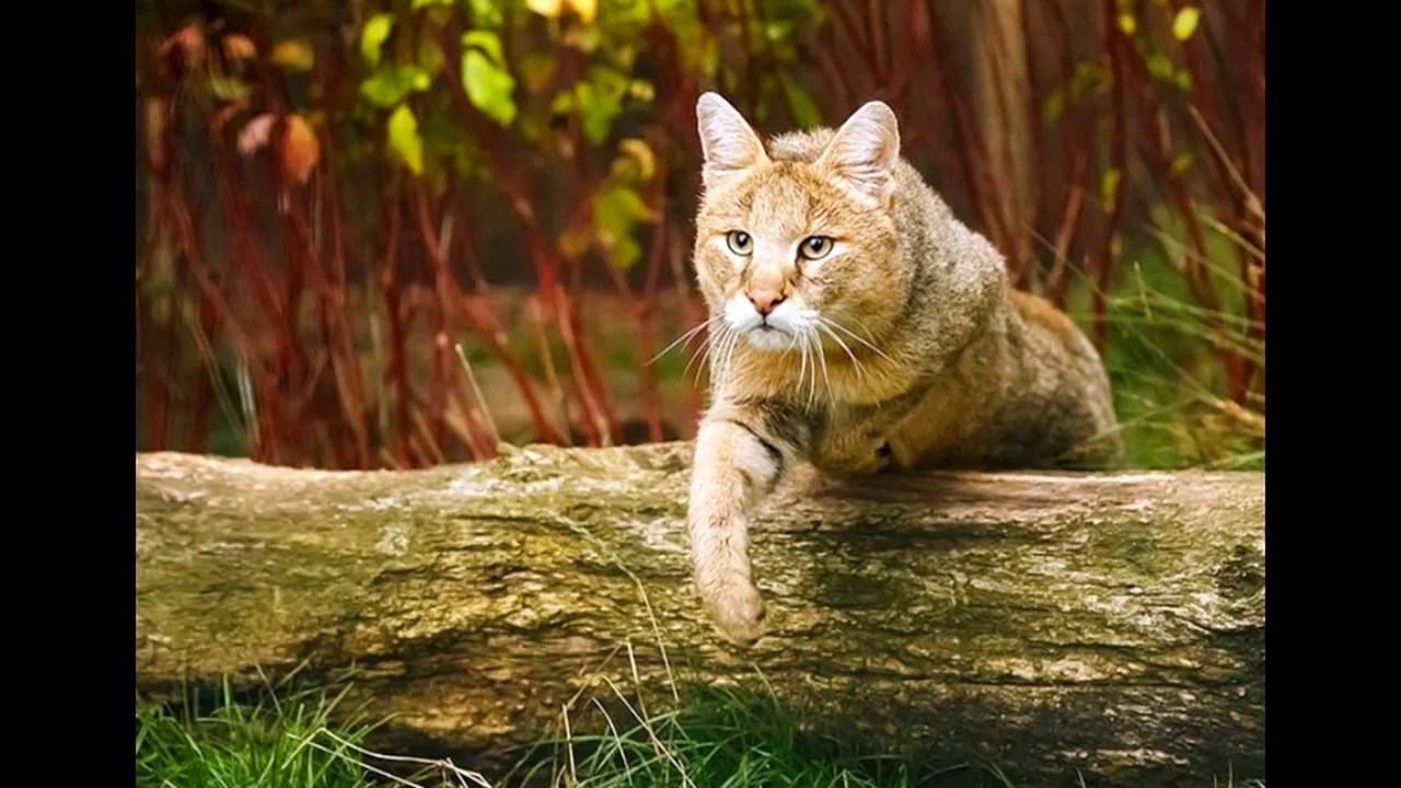 Камышовый кот (Болотная Рысь)