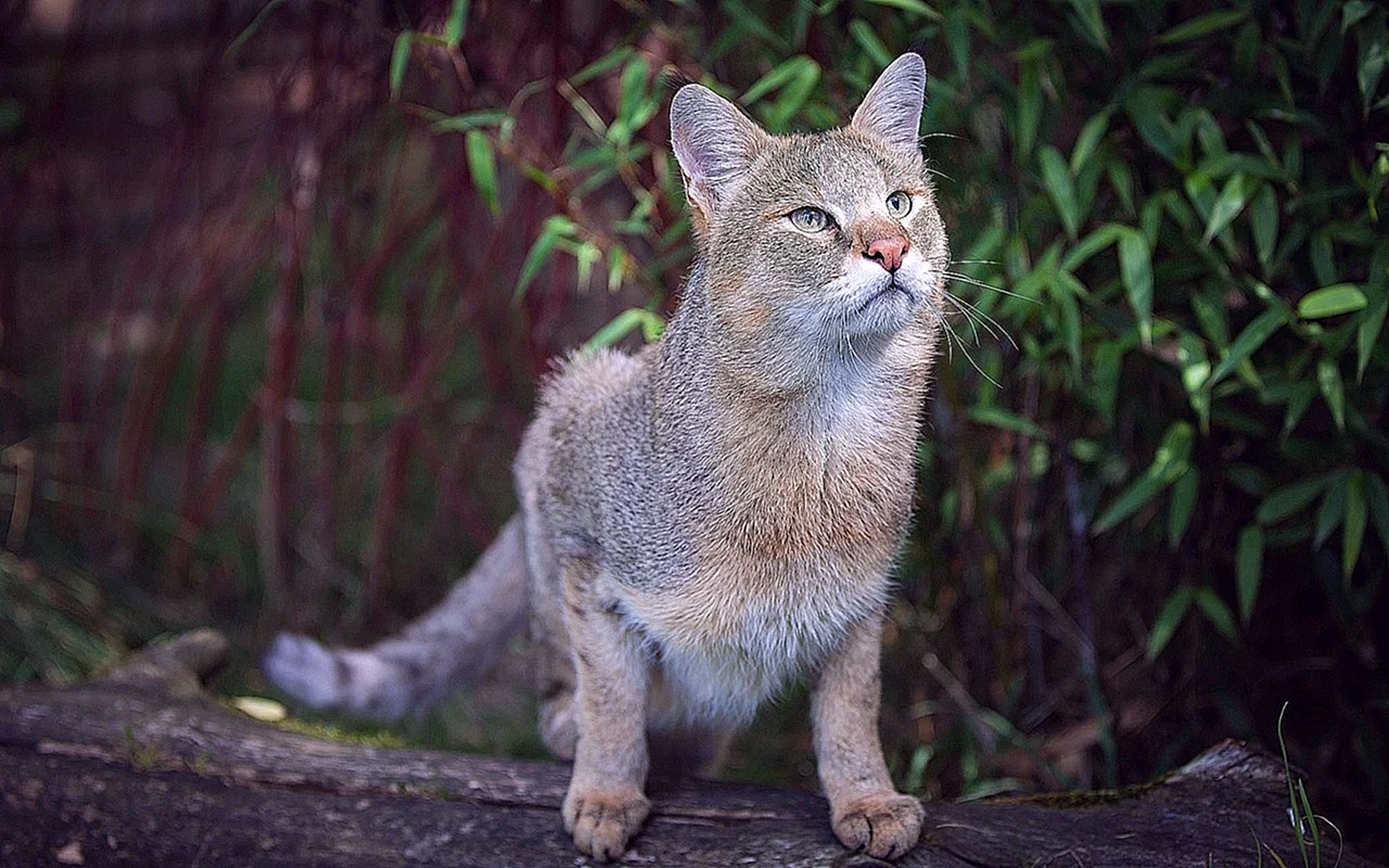 Камышовый кот (Болотная Рысь)