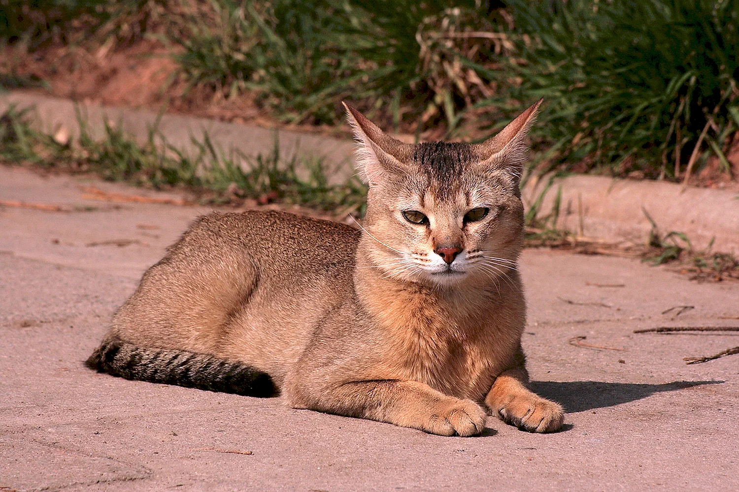 Камышовый кот чаузи