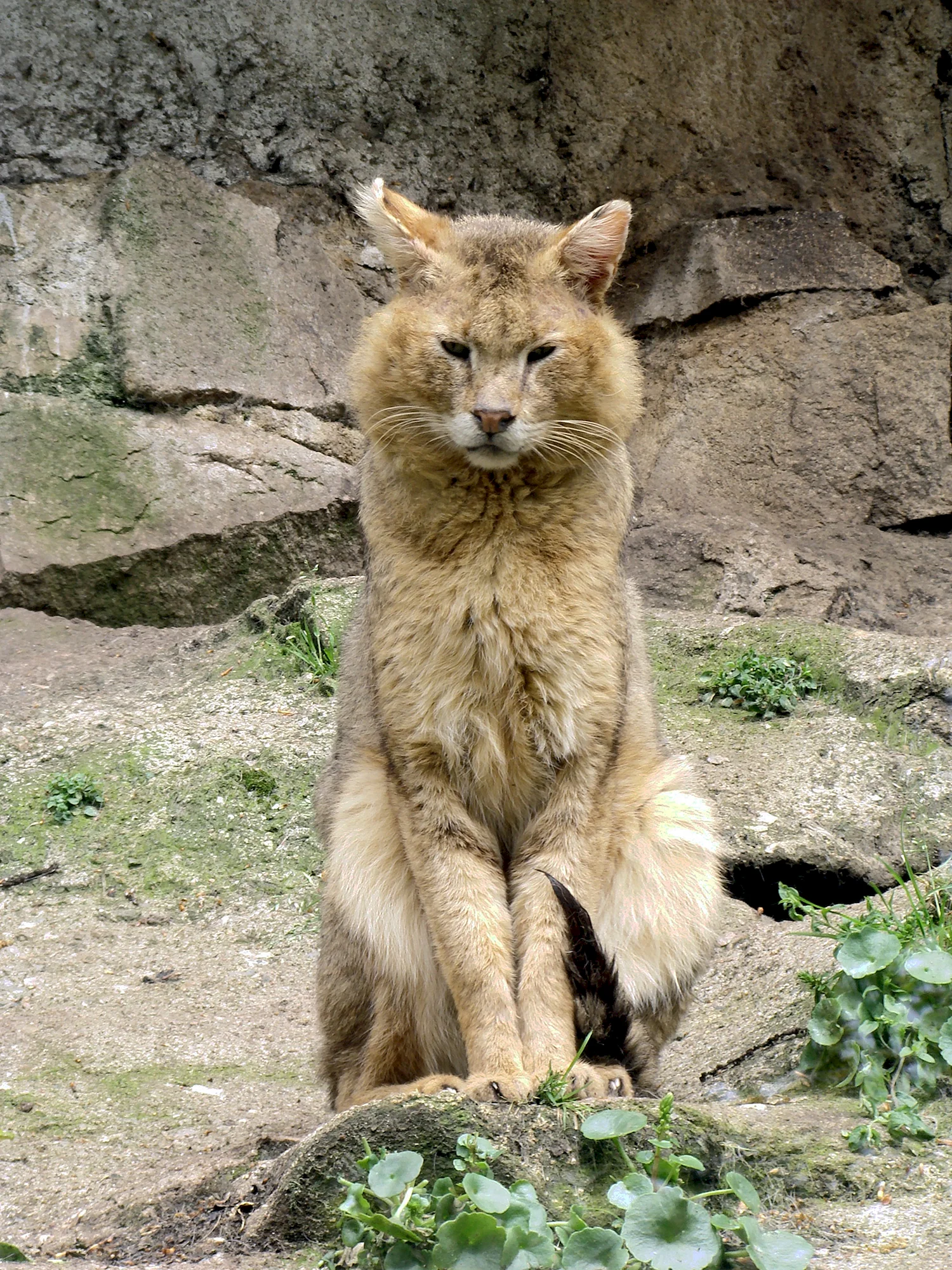 Камышовый кот (Хаус) (Felis Chaus)