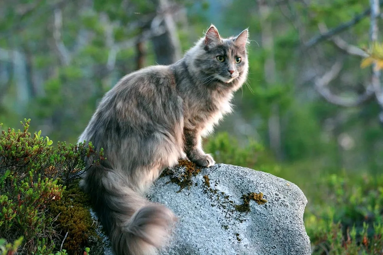 Канадская Лесная кошка