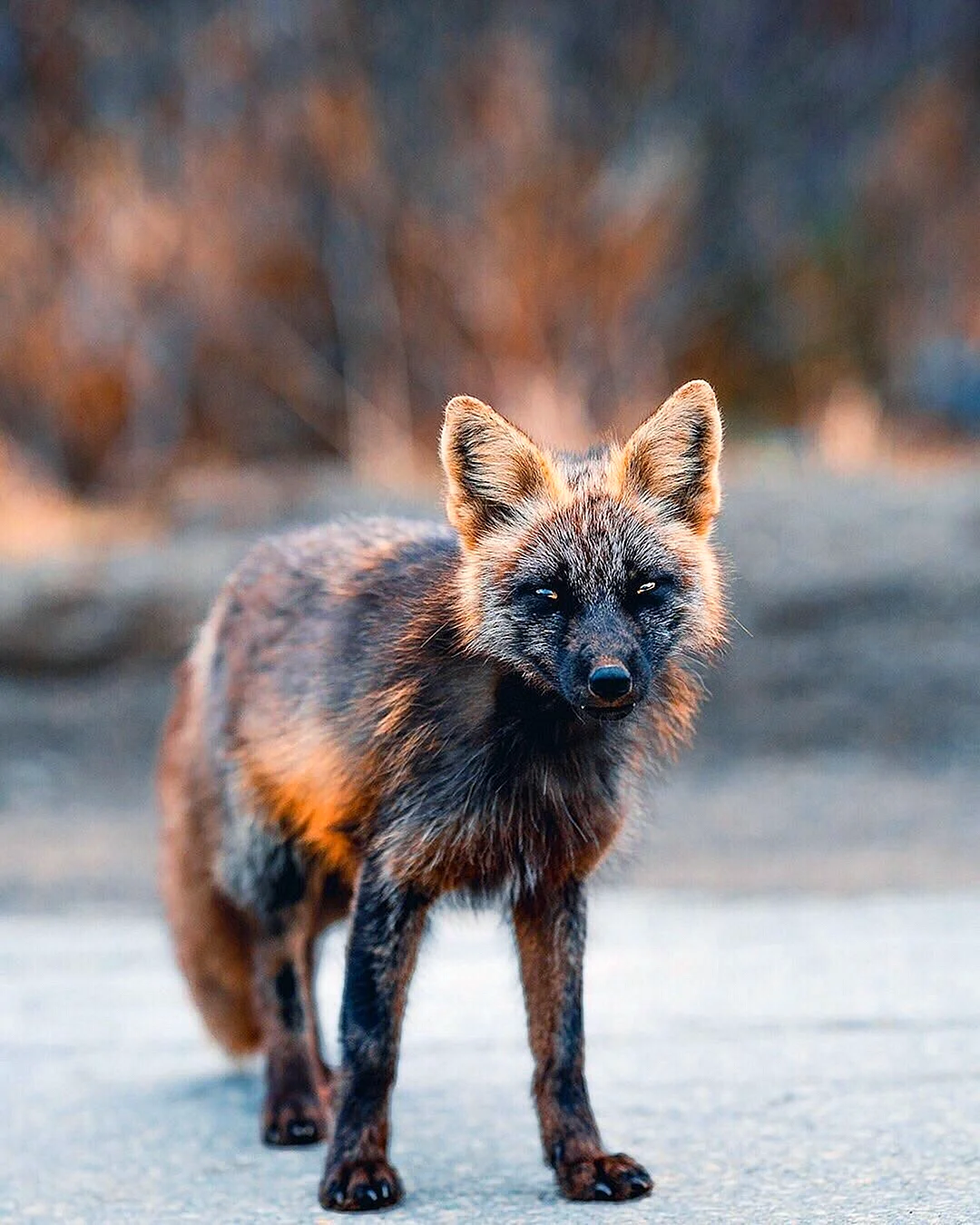 Канадская лисица чернобурая