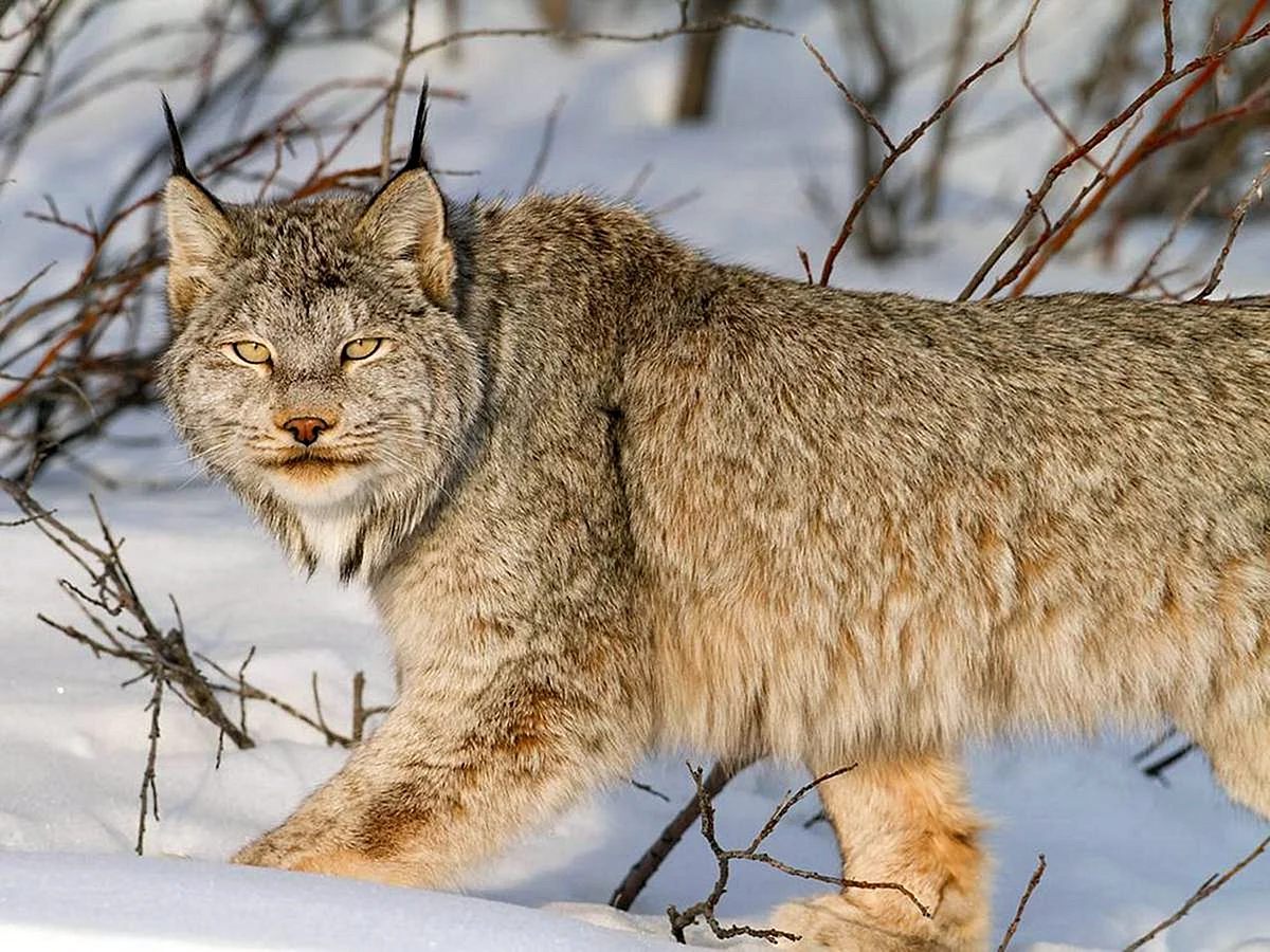 Канадская Рысь Lynx canadensis